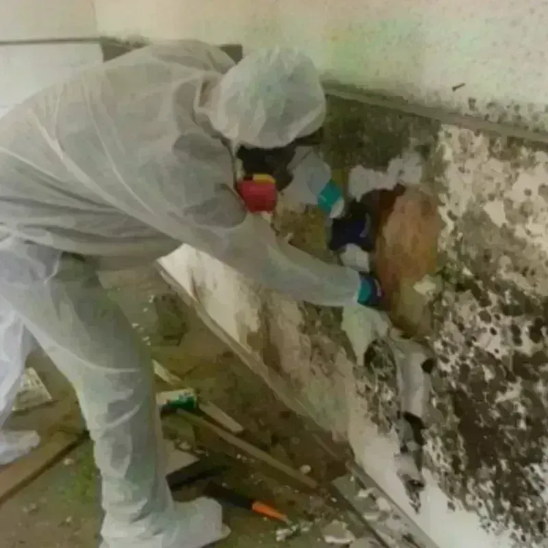 Mold Remediation and Removal in Brewster, OH